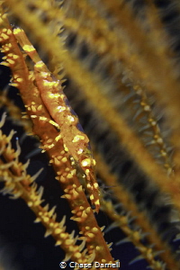 Wire Coral Shrimp
West Side, Grand Cayman
 by Chase Darnell 